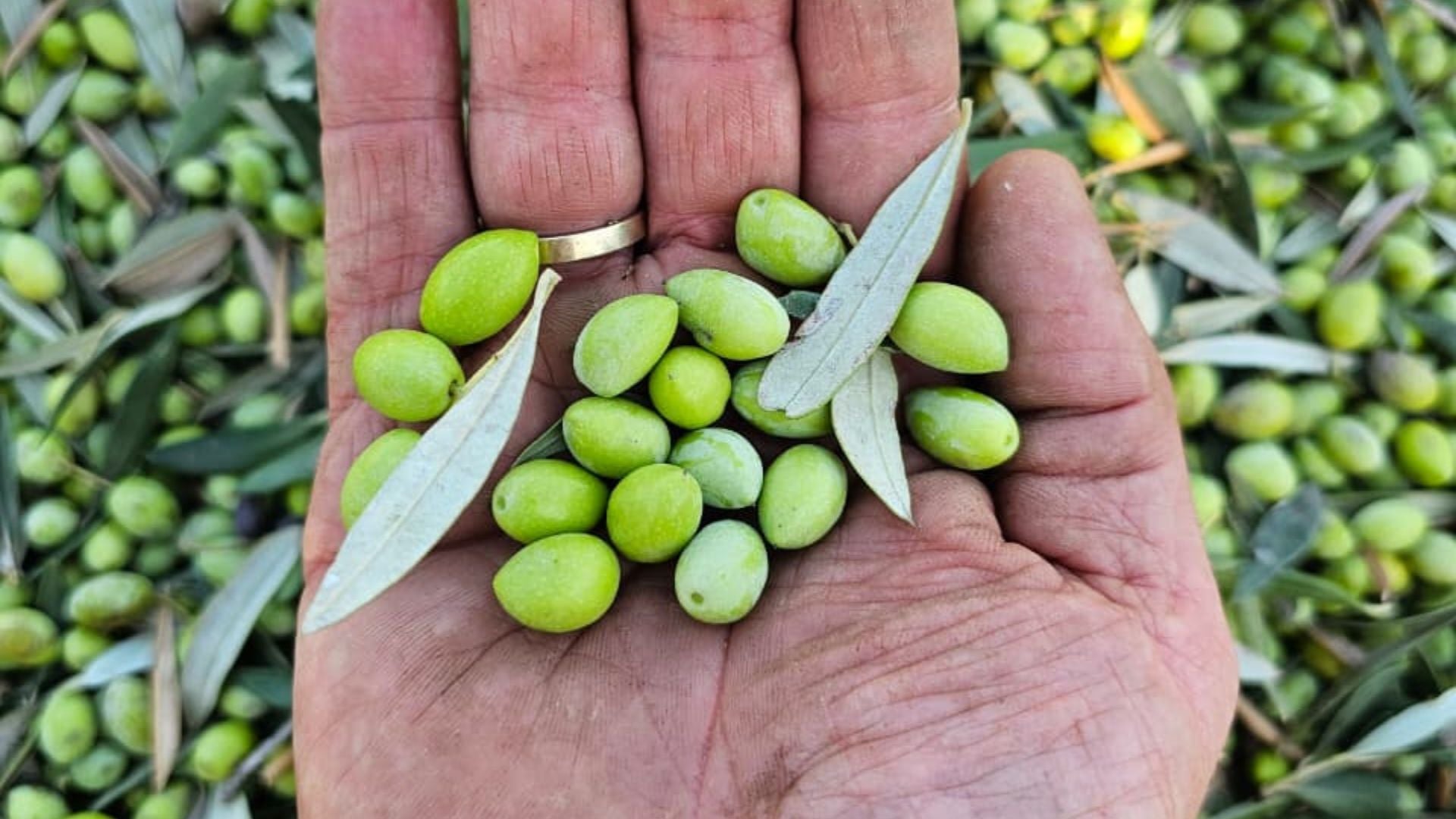 2025 harvest: lab results reveal record breaking polyphenols