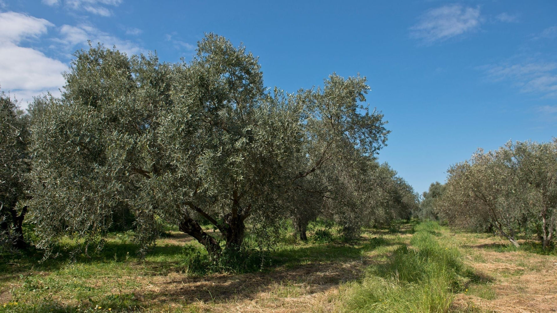 Carbon sequestration and a climate-friendly olive oil