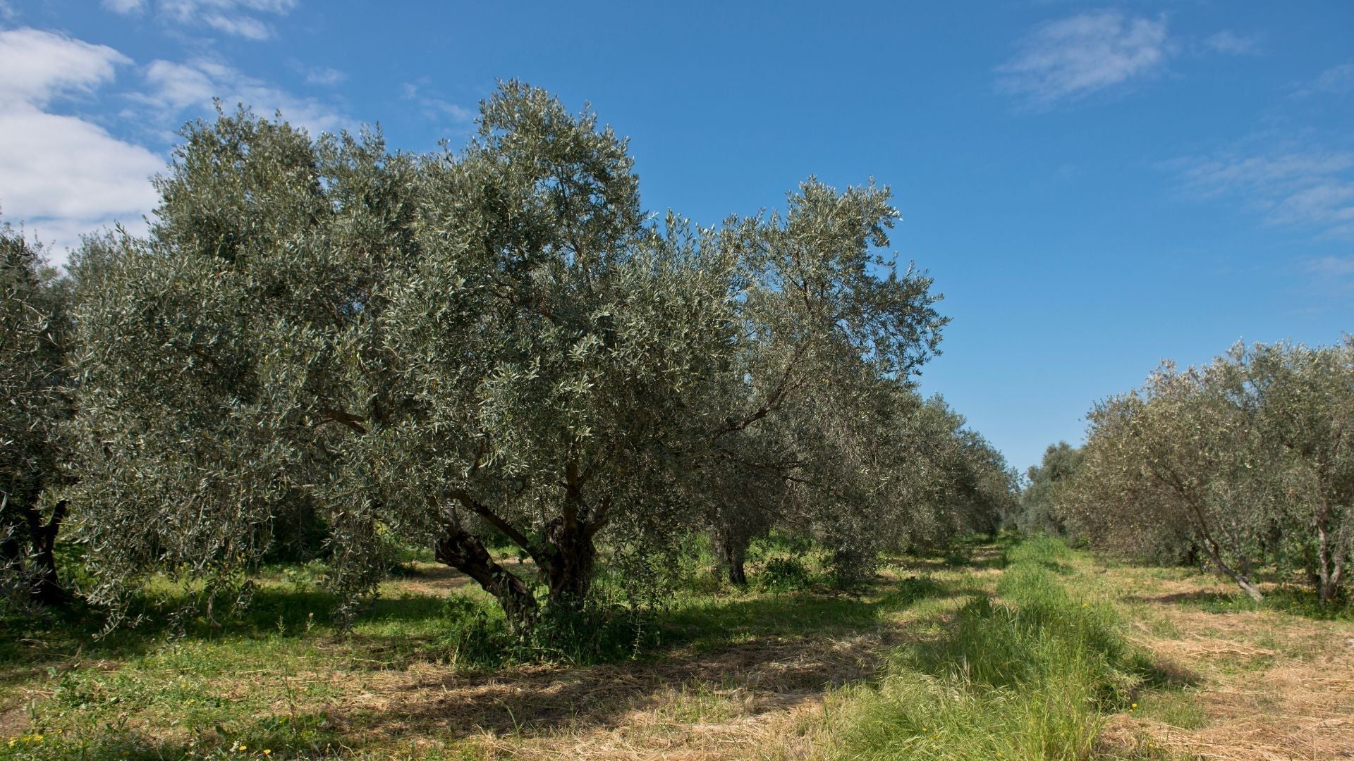 Carbon sequestration and a climate-friendly olive oil