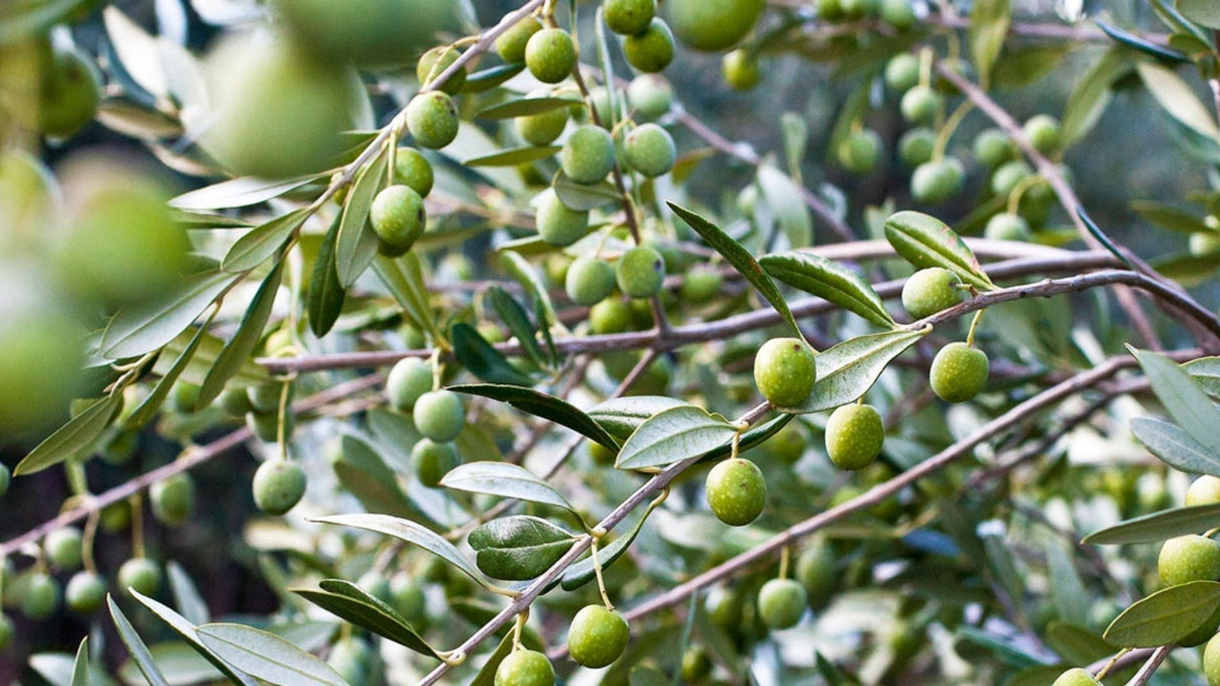 Which olive oils have the highest polyphenol content?