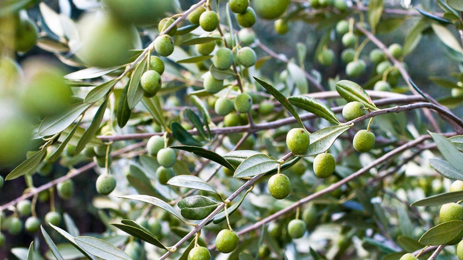 Which olive oils have the highest polyphenol content?