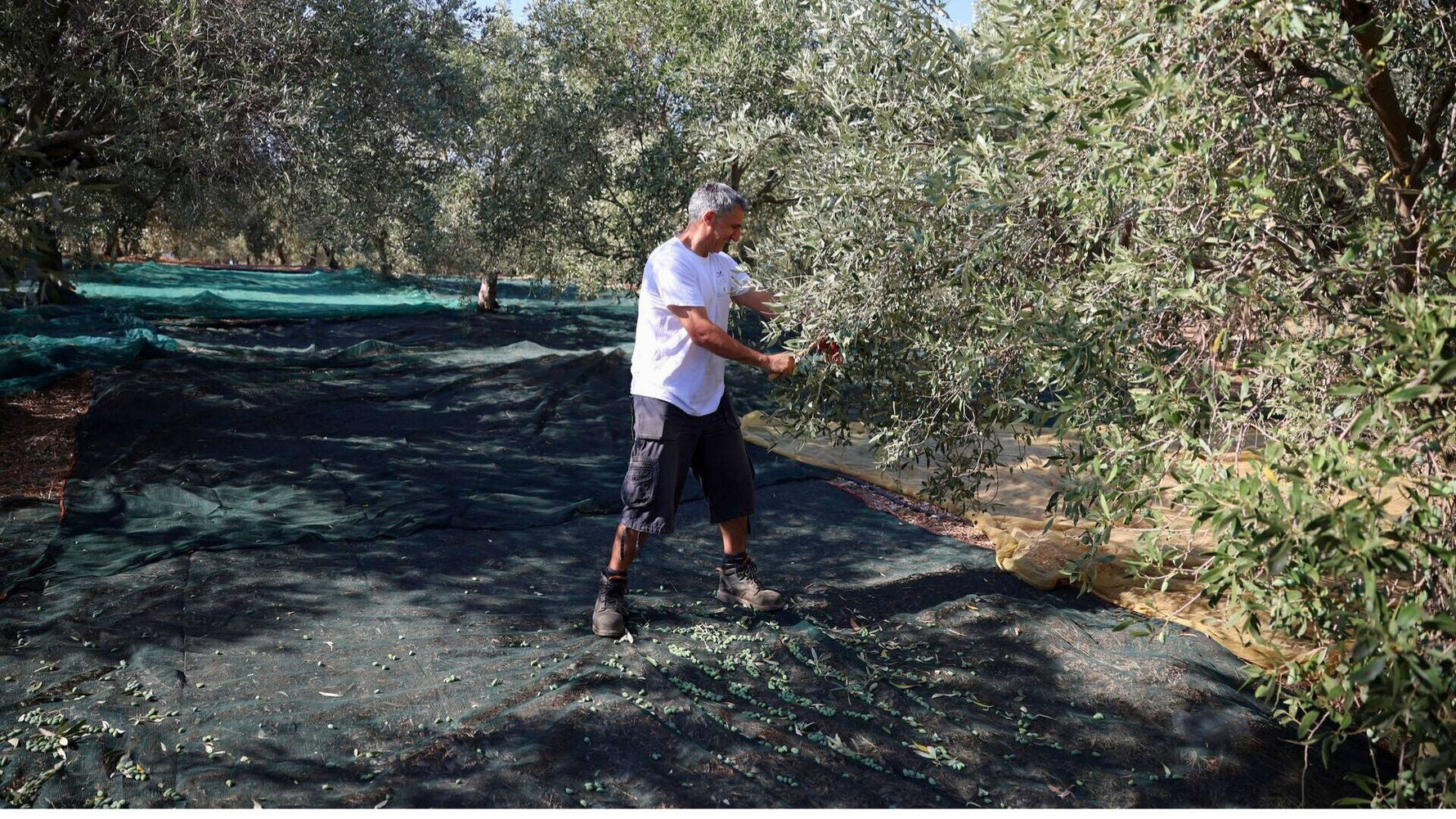 How high polyphenol olive oil is made