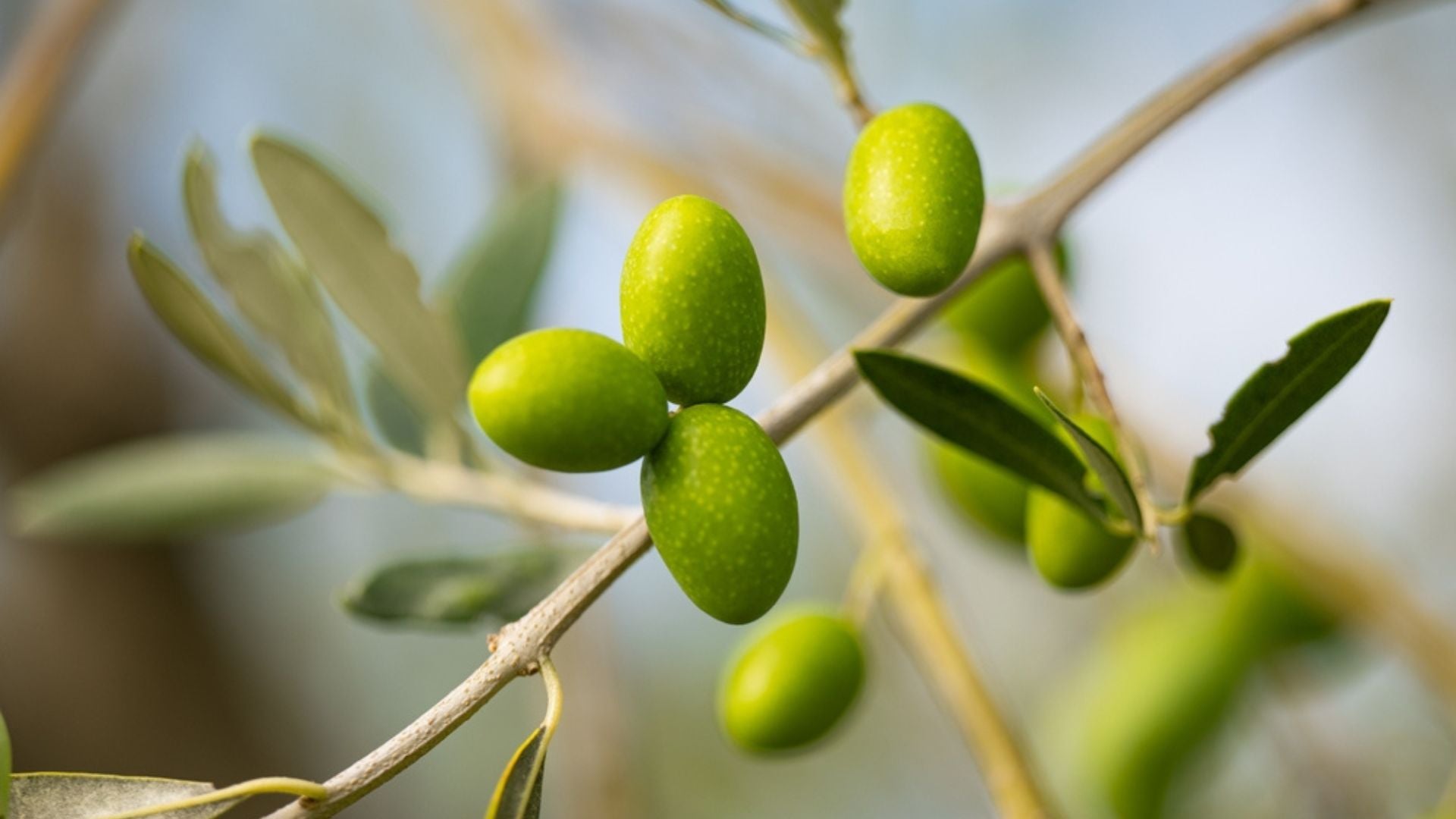 What makes olive oil rich in polyphenols? And is high polyphenol olive oil worth it?
