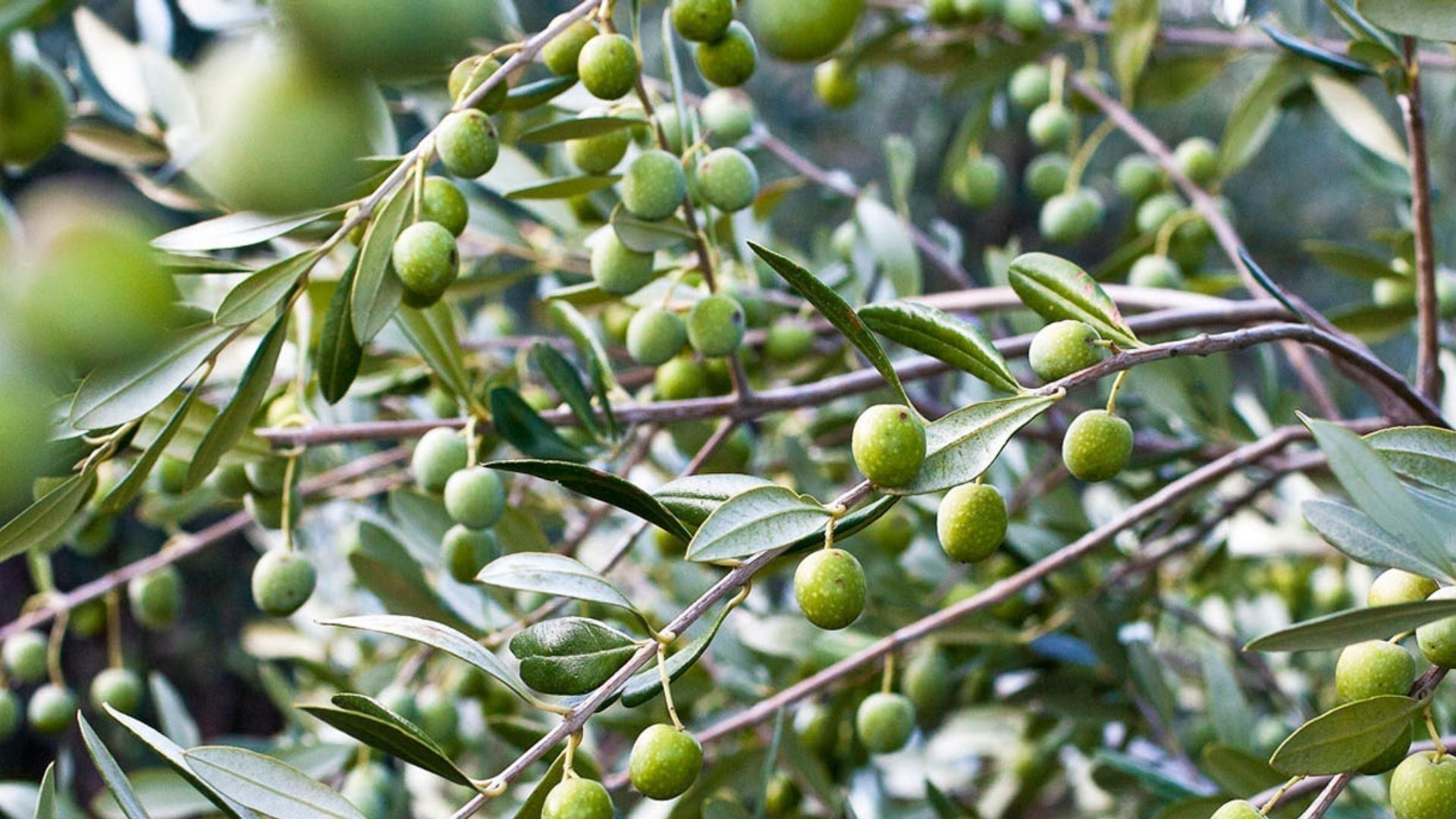 Polyphenol concentration: why it matters